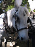 One Of Our Beautiful Horses