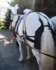 Two Of Our Beautiful Horses With Tails Braided And Plumes Fitted