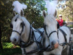 Two Of Our Beautiful Horses With Plumes Fitted