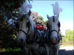 Two Of Our Beautiful Horses With Plumes Fitted