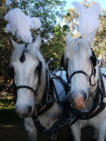 Two Of Our Beautiful Horses With Plumes Fitted