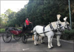 Barouche Carriage